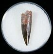 Nice Fossil Crocodile Tooth - Cretaceous #6973-1